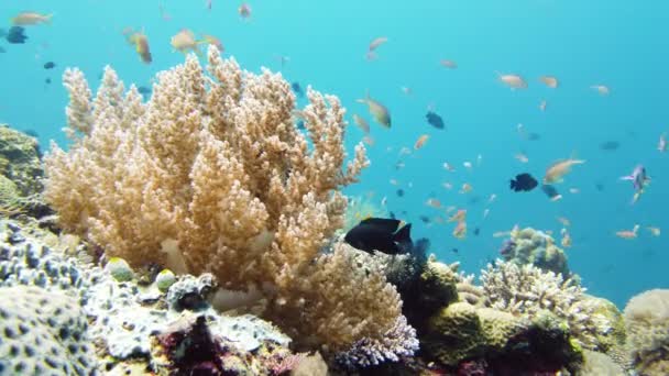 Recifes de corais e peixes tropicais subaquáticos. Leyte, Filipinas. — Vídeo de Stock