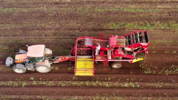 Vista aérea de la cosecha de remolacha azucarera — Vídeo de stock