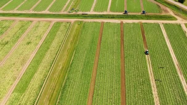 Agricultural land with green crops from above — Stock Video