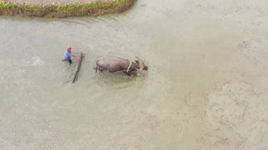 A bull with a plow and a farmer working in a rice field.