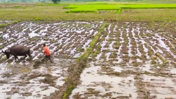 Aratura tradizionale di una risaia con un toro. Campo Paddy con acqua, vista dall'alto. Agricoltura nelle Filippine . — Video Stock