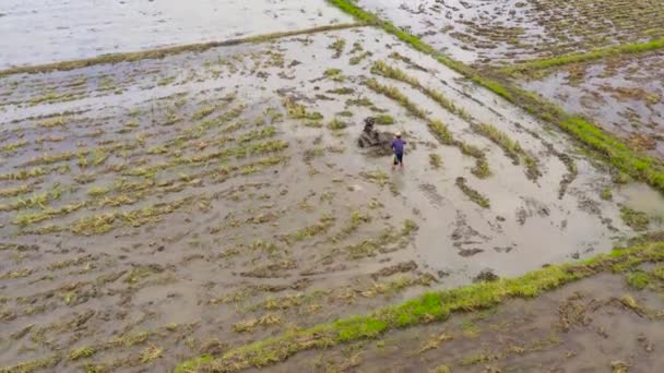 Фермер использует ходячий трактор, вспахивающий рисовое поле, чтобы подготовить область для выращивания риса . — стоковое видео