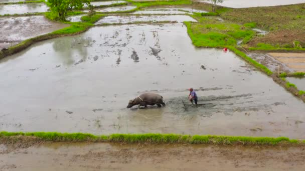 Farmer plows an agricultural field with the help of a bull with a plow. — Αρχείο Βίντεο