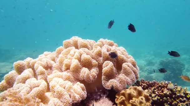 O mundo subaquático de um recife de coral. Leyte, Filipinas. — Vídeo de Stock