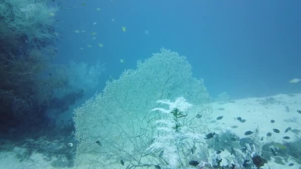 Korallrev och tropisk fisk. Leyte, Filippinerna. — Stockvideo