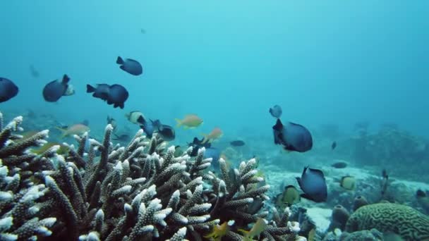 Recifes de coral com peixes subaquáticos. Leyte, Filipinas. — Vídeo de Stock