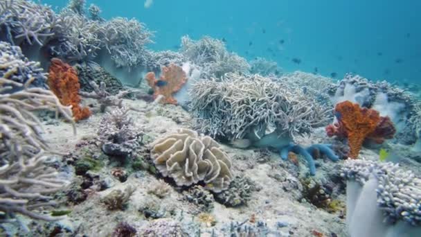 Recifes de coral com peixes subaquáticos. Leyte, Filipinas. — Vídeo de Stock