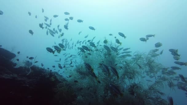 Arrecife de coral y peces tropicales. Leyte, Filipinas. — Vídeo de stock