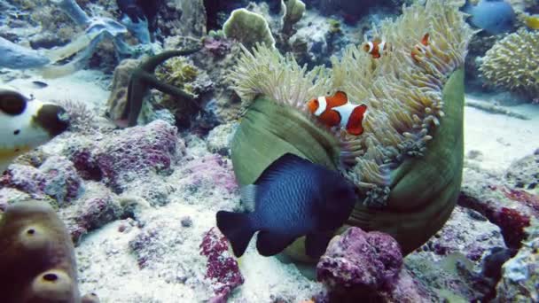 Seeanemone und Clownfische. — Stockvideo