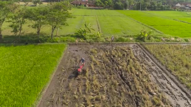 Agricultor em indonésia de campo de arroz — Vídeo de Stock