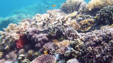 Mercan resifi ve tropikal balıklar su altında. Leyte, Filipinler.