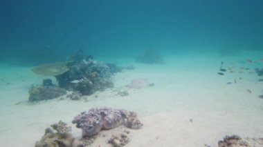 Cuttlefish under water in blue water. Leyte, Philippines.