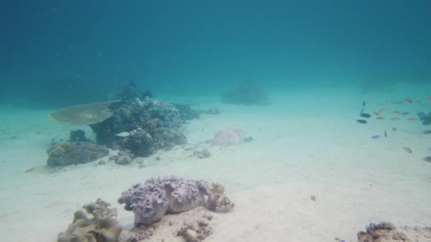 Seppie sott'acqua in acqua blu. Leyte, Filippine . — Video Stock
