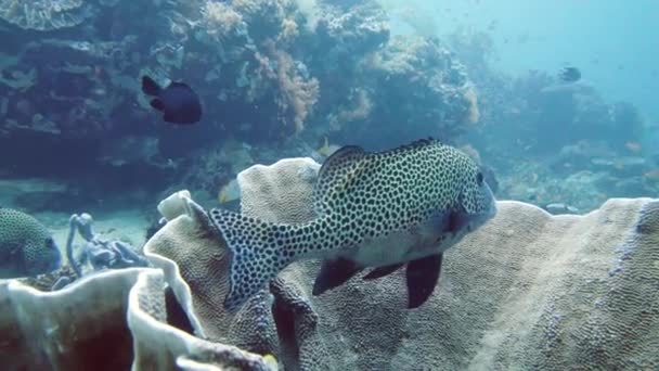 Arrecife de coral con peces bajo el agua. Leyte, Filipinas. — Vídeo de stock