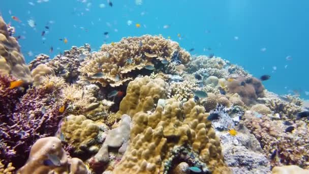 Recifes de coral com peixes subaquáticos. Leyte, Filipinas. — Vídeo de Stock