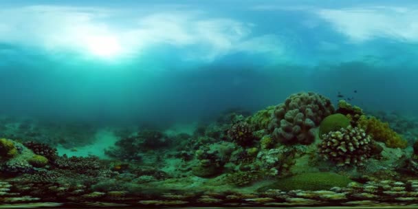 サンゴ礁の水中世界360VR. — ストック動画