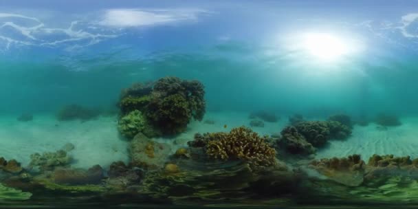 Recifes de corais e peixes tropicais subaquáticos 360VR. Camiguin, Filipinas — Vídeo de Stock