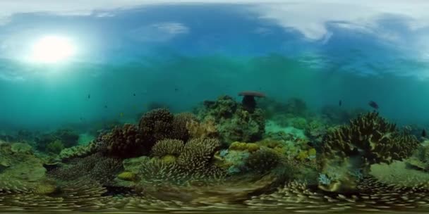 Korallenriff mit Fischen unter Wasser 360VR. Camiguin, Philippinen — Stockvideo