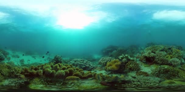 Korallenriff und tropische Fische 360VR. Camiguin, Philippinen — Stockvideo