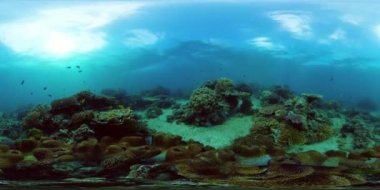 Mercan resifi ve tropikal balıklar suyun altında 360VR. Camiguin, Filipinler