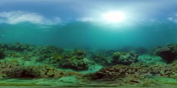 Arrecife de coral y peces tropicales bajo el agua 360VR. Camiguin, Filipinas — Vídeo de stock