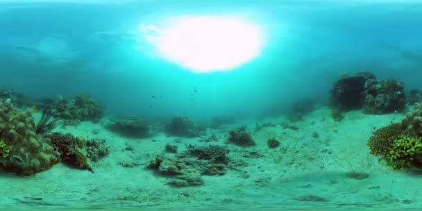Коралловый риф и тропическая рыба 360 VR. Камиген, Филиппины — стоковое видео