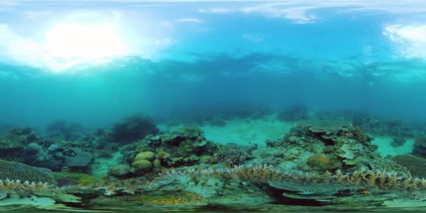 360VR水中のサンゴ礁と熱帯魚。フィリピンのカミグイン — ストック動画