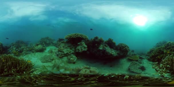 珊瑚礁和热带鱼水下360VR 。Camiguin，菲律宾 — 图库视频影像