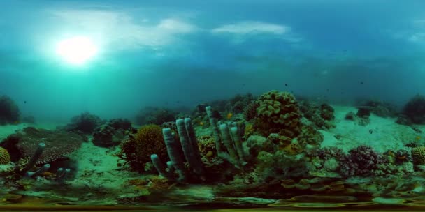 サンゴ礁と熱帯魚360VR 。フィリピンのカミグイン — ストック動画