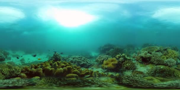 Recifes de corais com peixes subaquáticos 360VR. Camiguin, Filipinas — Vídeo de Stock