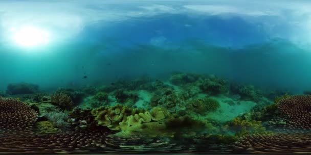 Arrecife de coral y peces tropicales 360VR. Camiguin, Filipinas — Vídeo de stock