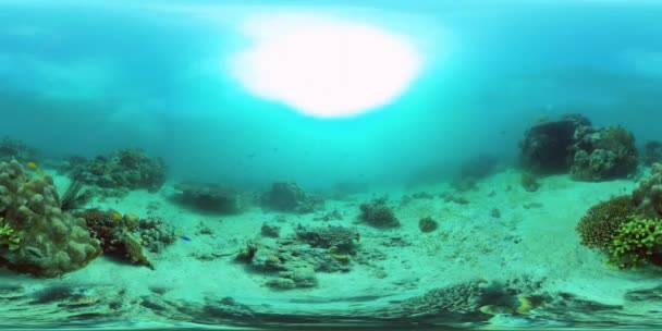 Arrecife de coral con peces bajo el agua 360VR. Camiguin, Filipinas — Vídeos de Stock