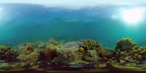 Die Unterwasserwelt eines Korallenriffs 360VR. — Stockvideo