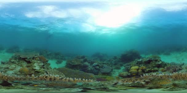 Recifes de corais com peixes subaquáticos 360VR. Camiguin, Filipinas — Vídeo de Stock