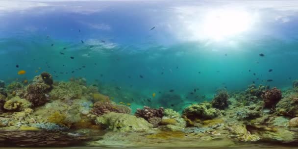 Arrecife de coral y peces tropicales bajo el agua 360VR. Camiguin, Filipinas — Vídeos de Stock