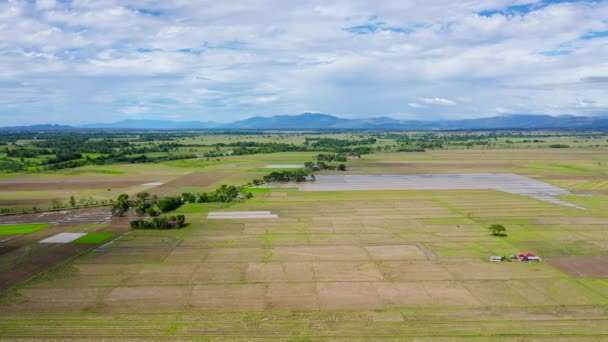 Campos de arroz paddy nas Filipinas. — Vídeo de Stock