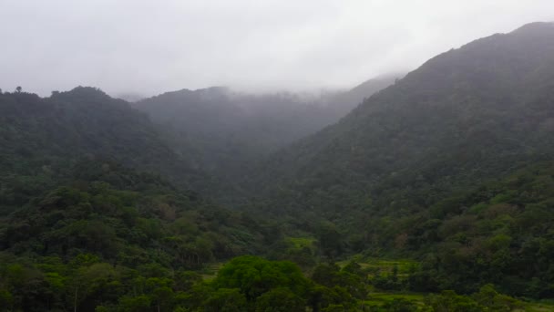 山の中で雨の天気。丘の上に熱帯の木が育つ. — ストック動画