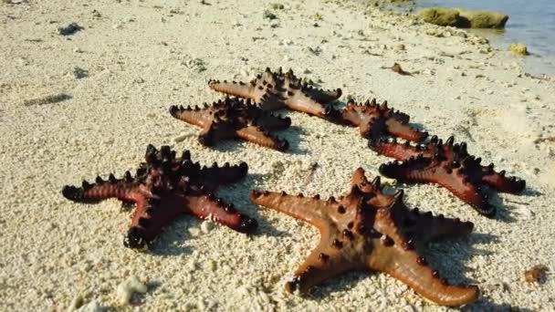 Sjöstjärnor på en tropisk strand. — Stockvideo