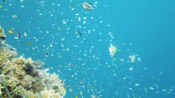 Коралловый риф и тропические рыбы под водой. Лейте, Филиппины. — стоковое видео