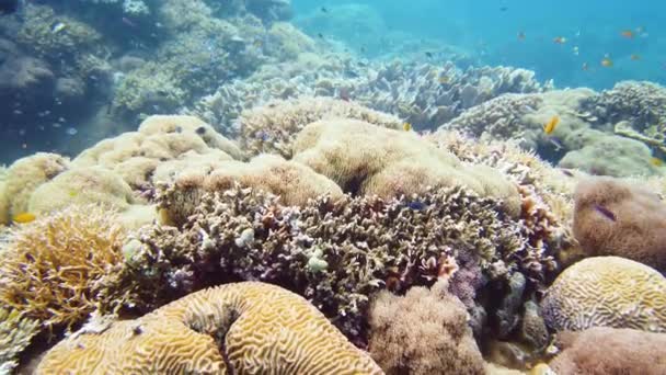 Ο υποβρύχιος κόσμος ενός κοραλλιογενή υφάλου. — Αρχείο Βίντεο