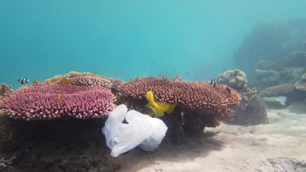 Beau récif corallien pollué par un sac en plastique. — Video