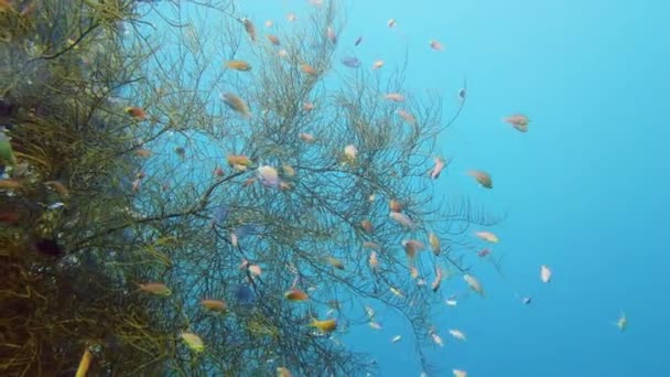 O mundo subaquático de um recife de coral. Leyte, Filipinas. — Vídeo de Stock