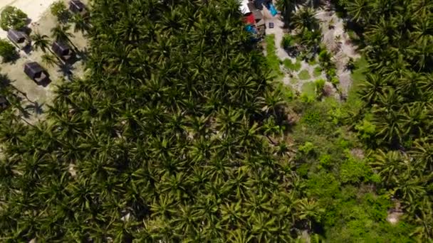 Palmy a tyrkysová voda na tropickém ostrově, výhled shora. — Stock video