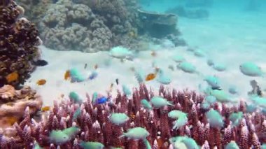 Mercan kayalıkları ve tropikal balıklar. Leyte, Filipinler.