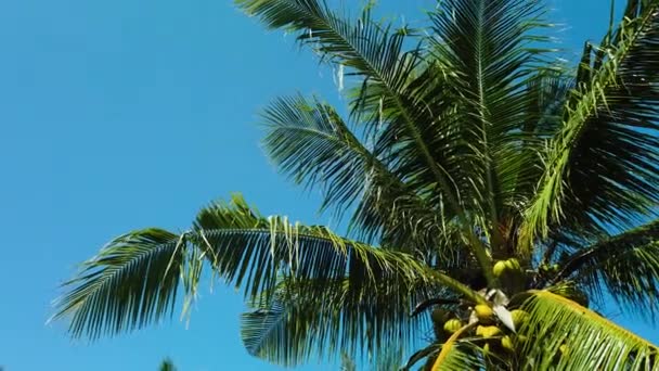 Palm trees against the blue sky. — Stock Video