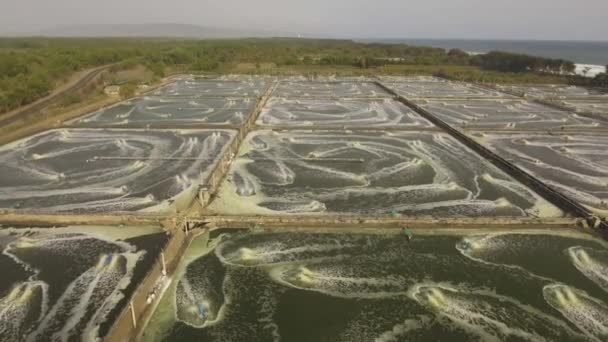 Вирощування креветок в Індонезії. — стокове відео