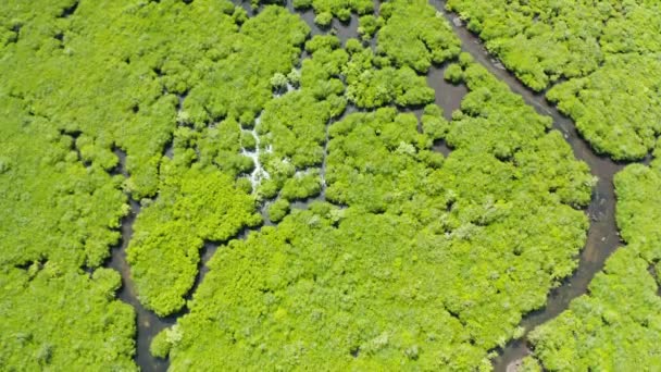 マングローブ林と川の空中風景. — ストック動画