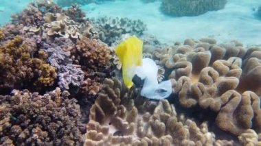 Güzel mercan resifi plastik torbayla kirlenmiş..