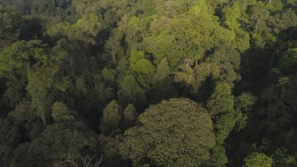 Paesaggio tropicale foresta pluviale e montagne — Video Stock