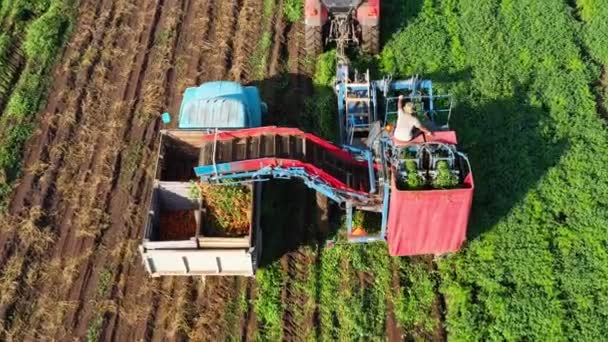 Cosecha de zanahoria en tierras de cultivo . — Vídeo de stock